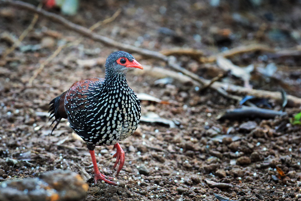 SRI LANKA SPURFOWL (Galloperdix bicalcarata) - Stäng / close